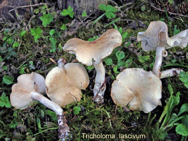 Tricholoma lascivum-amf2160.jpg - Tricholoma lascivum